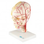 Neuro-Vascular Skull